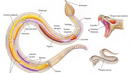 Sistema digestivo de las serpientes