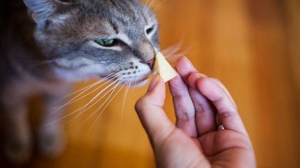 gato comer queso