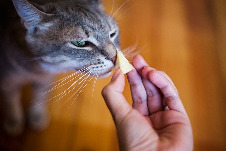 ¿Puede un gato comer queso? Cartagena Inspira